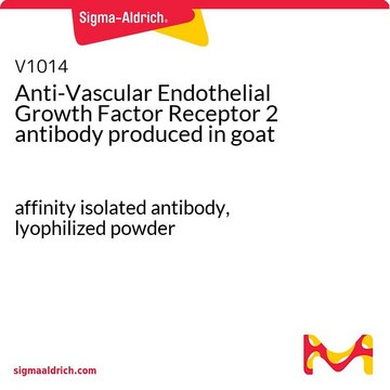 Anti-Vascular Endothelial Growth Factor Receptor