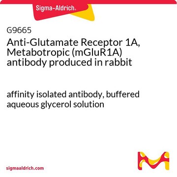 Anti-Glutamate Receptor 1A, Metabotropic (mGluR1A)