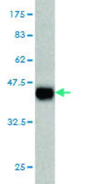 Monoclonal Anti-DAAM1 antibody produced in