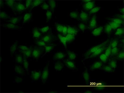 Monoclonal Anti-SCAND2 antibody produced in