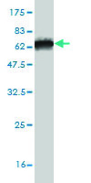Monoclonal Anti-ITPK1 antibody produced in
