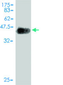 Monoclonal Anti-NLGN4Y antibody produced in