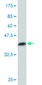 Monoclonal Anti-ITGAE antibody produced in