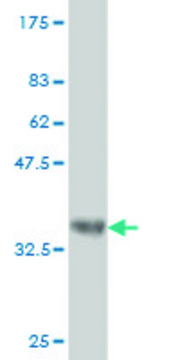 Monoclonal Anti-ENC1 antibody produced in