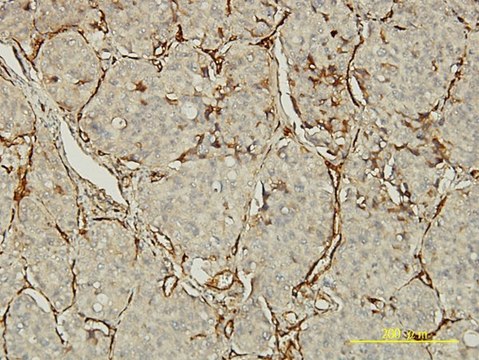 Monoclonal Anti-PECAM1 antibody produced in