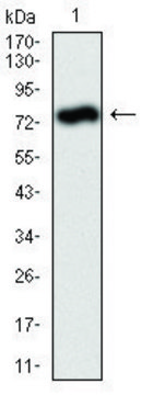 Monoclonal Anti-ALPL antibody produced in