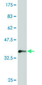 Monoclonal Anti-MKRN1 antibody produced in