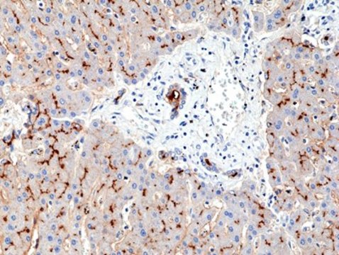 Anti-CD13 Rabbit Monoclonal Antibody