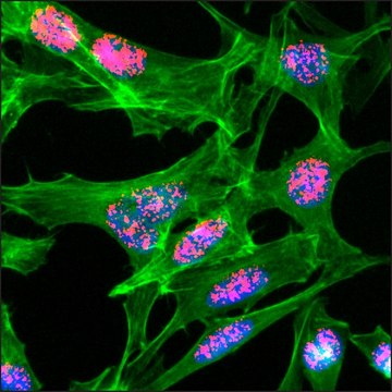 Anti-Acetyl-Histone H3 (Lys23) antibody, Rabbit