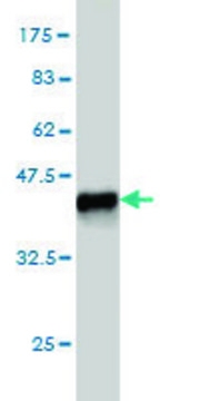 Monoclonal Anti-ENPP3 antibody produced in