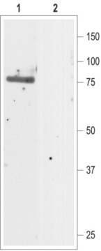 Anti-Chloride Channel CLC-5 (Clcn5) antibody