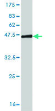 Monoclonal Anti-NDUFB11 antibody produced in