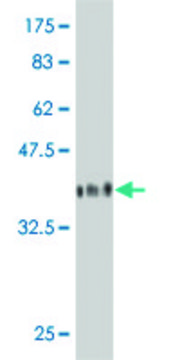 Monoclonal Anti-GMPPA antibody produced in