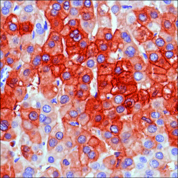 Anti-C-TEN antibody, Rabbit monoclonal