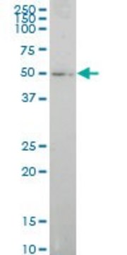 Monoclonal Anti-ELF1 antibody produced in