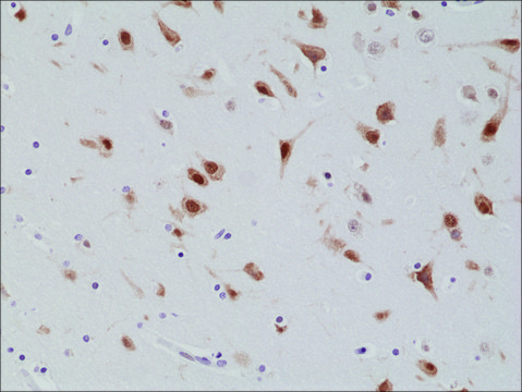 Anti-NeuN (Fox3, RBFOX3) antibody, Rabbit