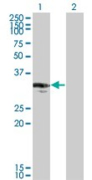 Monoclonal Anti-RP11-19J3.3 antibody produced in