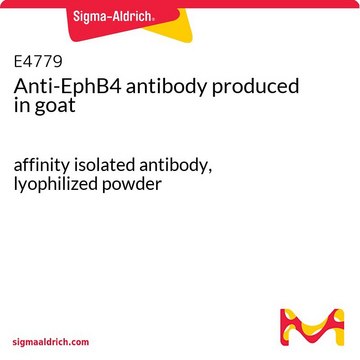 Anti-EphB4 antibody produced in goat