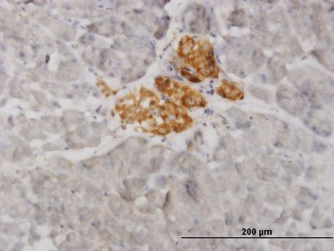 Monoclonal Anti-VAMP1 antibody produced in
