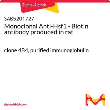 Monoclonal Anti-Hsf1 - Biotin antibody