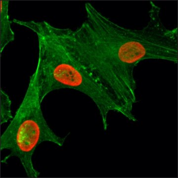 Anti-Acetyl-Histone H4 (Lys5) antibody, Rabbit