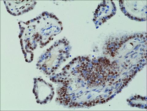 Anti-c-Fos antibody, Rabbit monoclonal