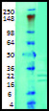 Monoclonal Anti-KCNIP1 antibody produced in