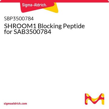 SHROOM1 Blocking Peptide for SAB3500784