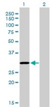 Monoclonal Anti-COASY antibody produced in