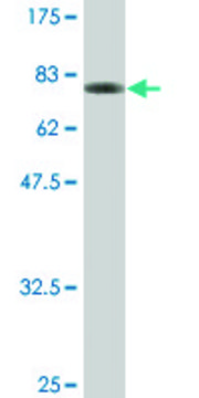 Monoclonal Anti-GPT antibody produced in