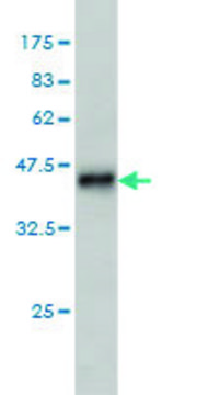 Monoclonal Anti-LRRN5 antibody produced in
