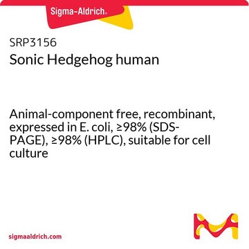 Sonic Hedgehog human