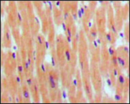 Monoclonal Anti-NPPB antibody produced in