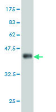 Monoclonal Anti-CENTB2 antibody produced in