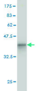 Monoclonal Anti-GCK antibody produced in