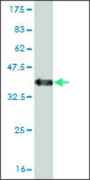 Monoclonal Anti-RNF19 antibody produced in