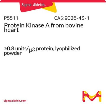 Protein Kinase A from bovine heart