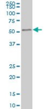 Monoclonal Anti-IRAK4 antibody produced in