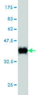 Monoclonal Anti-POLR2I antibody produced in