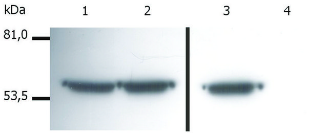 Monoclonal Anti-Vimentin antibody produced in