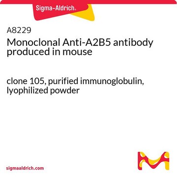Monoclonal Anti-A2B5 antibody produced in
