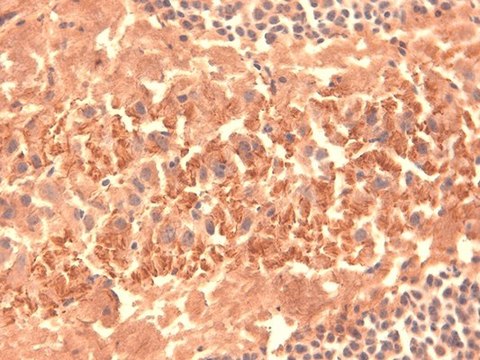 Monoclonal Anti-HCN4 antibody produced in