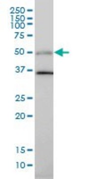 Monoclonal Anti-TGFB1I1 antibody produced in