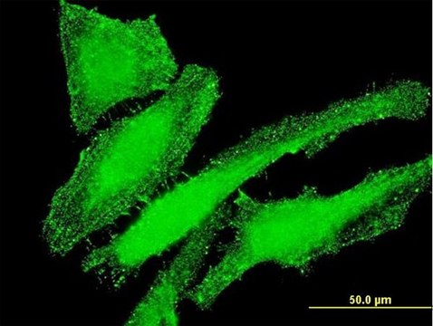 Monoclonal Anti-ITGB7 antibody produced in
