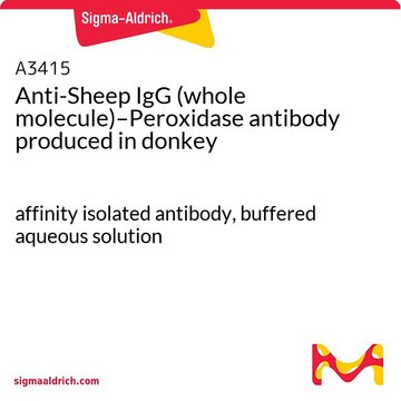 Anti-Sheep IgG (whole molecule)–Peroxidase antibody