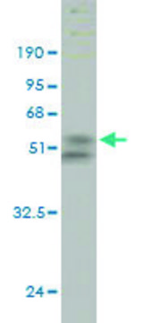 Monoclonal Anti-UBE2S antibody produced in