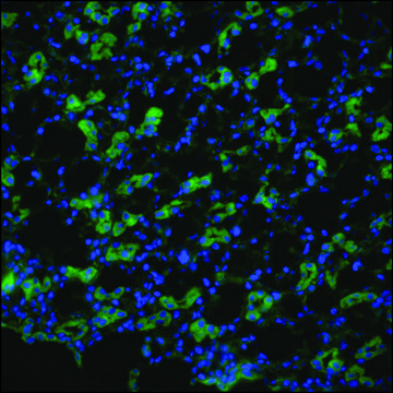 Anti-AQP1 antibody produced in rabbit