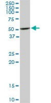 Monoclonal Anti-HDAC3 antibody produced in