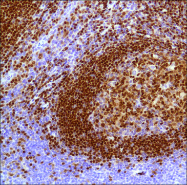 Anti-PAX-5 antibody, Rabbit monoclonal