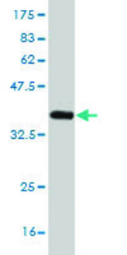 Monoclonal Anti-NEFH antibody produced in
